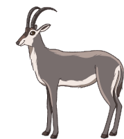 Gif animé antilope grise